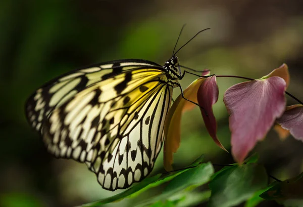 Paper kite (idea leuconoe) in primeval forest. — Stock Photo, Image