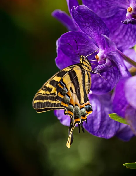 Güzel kelebek Papilio pilumnus tropikal ormanda çiçeğin üzerinde oturuyor.. — Stok fotoğraf