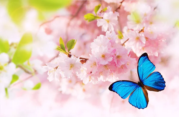 Flores de primavera com borboleta exótica . — Fotografia de Stock