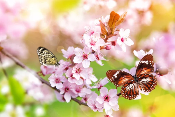 Flores de primavera com borboleta exótica . — Fotografia de Stock