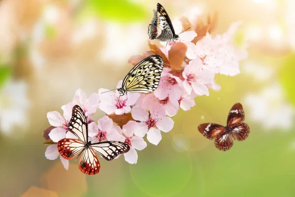 이국적인 나비 봄 꽃. — 스톡 사진