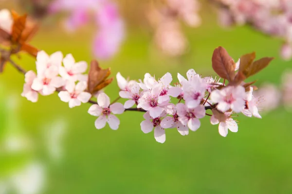 Fondo de borde de primavera con flor rosa —  Fotos de Stock