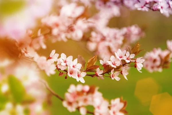 Fondo de borde de primavera con flor rosa —  Fotos de Stock