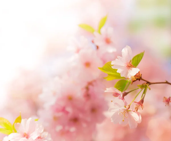 Fond bordure printemps avec fleur rose — Photo