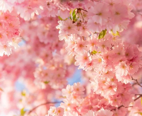 Tavaszi határ háttér rózsaszín virág — Stock Fotó