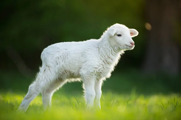 Cute little lamb on fresh green meadow — Stock Photo, Image