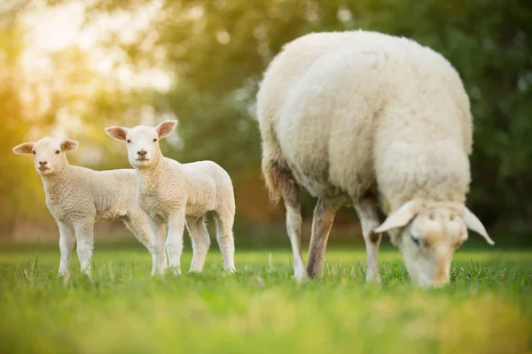 Petits agneaux mignons avec moutons sur prairie verte fraîche — Photo