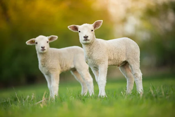Petits agneaux mignons sur prairie verte fraîche — Photo