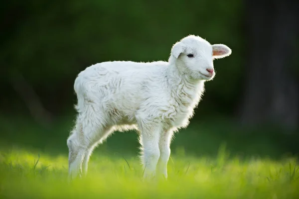 新鮮な緑の牧草地でかわいい子羊 — ストック写真