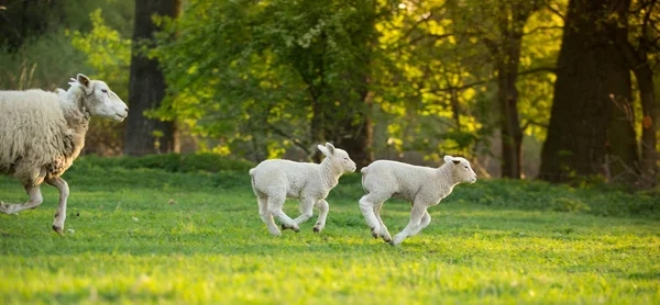 Mignon petit agneau sur prairie verte fraîche — Photo