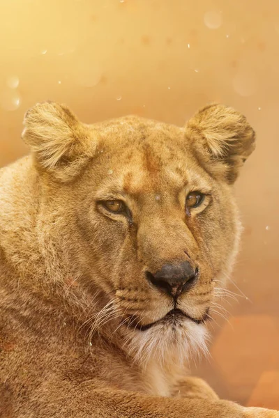 Portret van een vrouwelijke leeuw in de hoofdrol. — Stockfoto