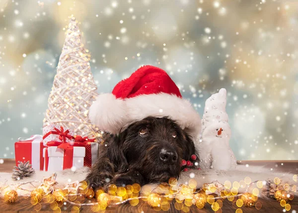 Cão preto em santa cap, tema de Natal . — Fotografia de Stock