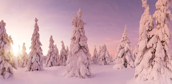 Красивий зимовий пейзаж, дерева покриті снігом . — стокове фото