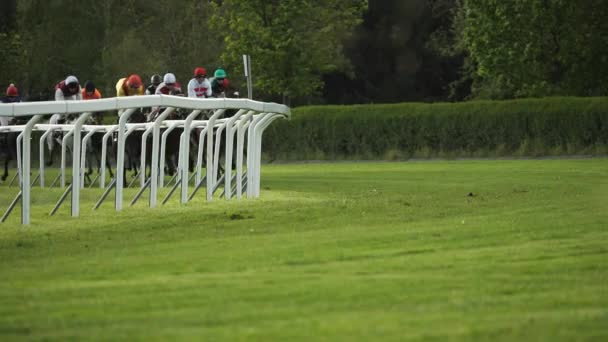 Race horses with jockeys on the home straight — Stock Video