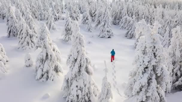Вид с воздуха на человека, идущего в снегоступах по белому снегу зимой . — стоковое видео