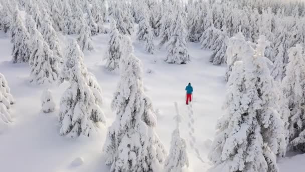 Vista aérea del hombre caminando con raquetas de nieve sobre nieve blanca en invierno . — Vídeos de Stock