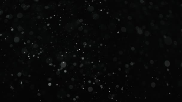 黒の背景に天然の有機塵粒子。スローモーション. — ストック動画