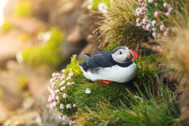 Puffin on the rocks at latrabjarg Iceland. clipart