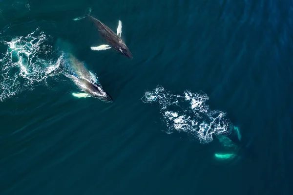 Вид з безпілотника величезного горбатих китів, Ісландія — стокове фото