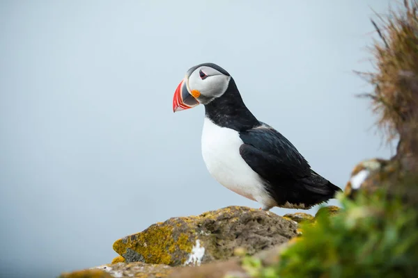 Puffin nas rochas em latrabjarg iceland . — Fotografia de Stock