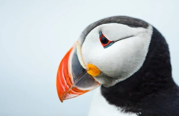 Puffin nas rochas em latrabjarg iceland . — Fotografia de Stock