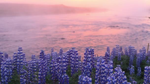 Tipico paesaggio islandese con campo di fiori di lupino in fiore. — Video Stock