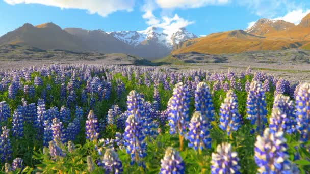 Tipico paesaggio islandese con campo di fiori di lupino in fiore. — Video Stock