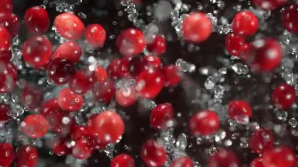 Cranberries explodindo com água em um fundo preto . — Vídeo de Stock