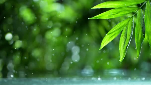 Свіже зелене листя з краплями води над водою, розслаблення з концепцією крапельних крапель води, повільний рух — стокове відео