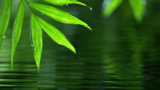 Fresh green leaves with water drops over the water , relaxation with water ripple drops concept , slow motion — Stock Video