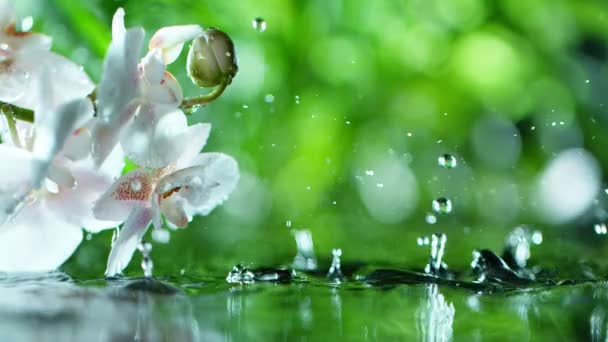 Bella orchidea phalaenopsis con goccia d'acqua, relax con acqua ondulazione gocce concetto, rallentatore — Video Stock