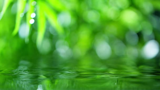 Świeże zielone liście z kroplami wody nad wodą, relaks z koncepcją kropli wody, zwolnione tempo — Wideo stockowe