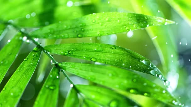 Hojas verdes frescas con gotas de agua sobre el agua, relajación con concepto de gotas de ondulación de agua, cámara lenta — Vídeo de stock