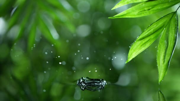 Folhas verdes frescas com gotas de água sobre a água, relaxamento com conceito de gotas de ondulação de água, câmera lenta — Vídeo de Stock