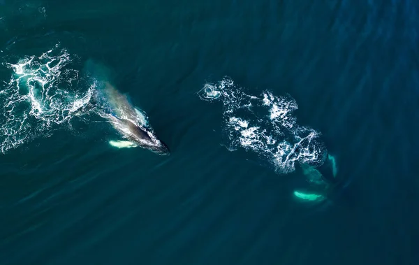 Aerial view of huge humpback whales, Iceland — Stock Photo, Image