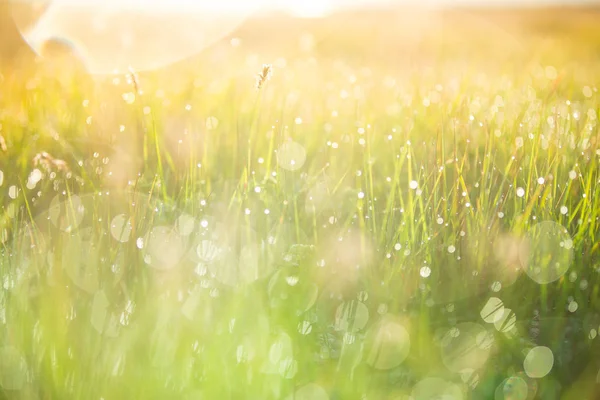 Verse ochtenddauw op lente gras, natuurlijke achtergrond — Stockfoto