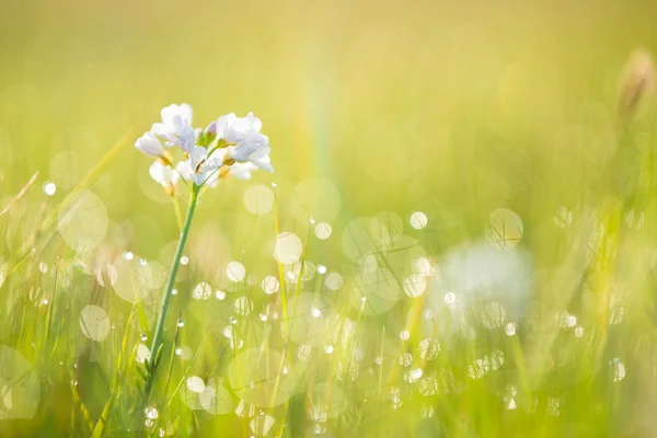 Fresca rugiada mattutina sull'erba primaverile, sfondo naturale — Foto Stock