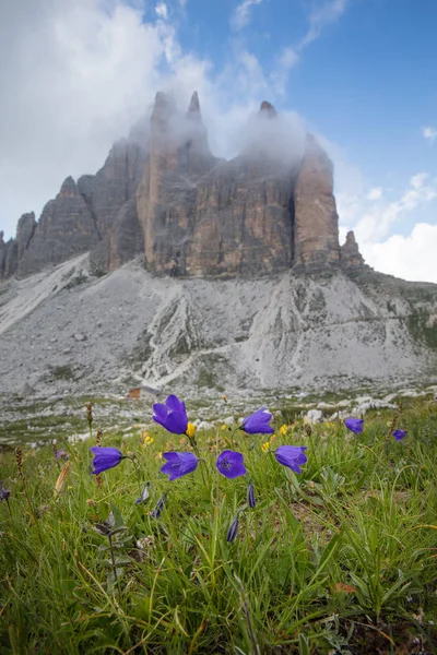 Tre Cime di Lavaredo with beautiful flowering meadow — Stock Photo, Image