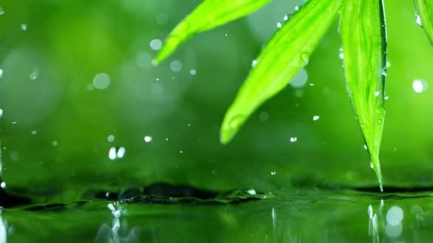 Φρέσκα πράσινα φύλλα με σταγόνες νερού πάνω από το νερό, χαλάρωση με το νερό κυματισμός σταγόνες έννοια, αργή κίνηση — Αρχείο Βίντεο