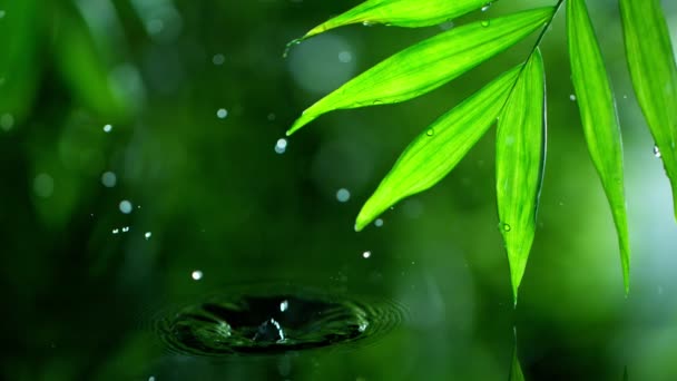 Свежие зеленые листья с капельками воды над водой, расслабление с водой рябь капель концепции, замедленное движение — стоковое видео