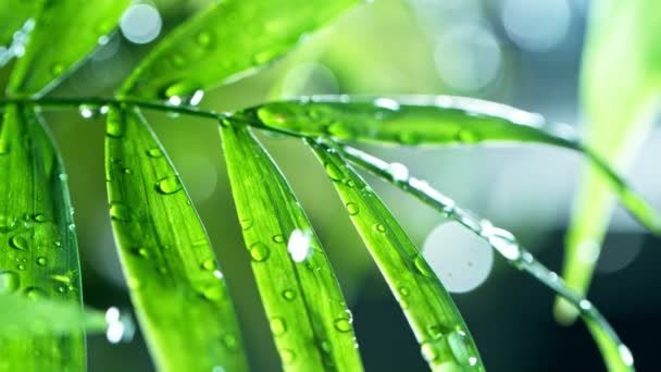 Fresh green leaves with water drops over the water , relaxation with water ripple drops concept , slow motion — Stock Video