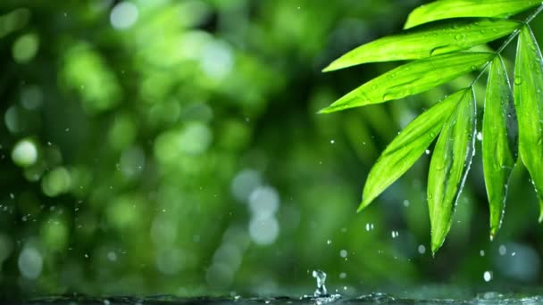 Hojas verdes frescas con gotas de agua sobre el agua, relajación con concepto de gotas de ondulación de agua, cámara lenta — Vídeos de Stock