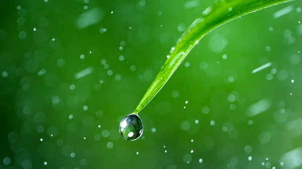 緑の草の葉の上に水滴のマクロショット — ストック写真