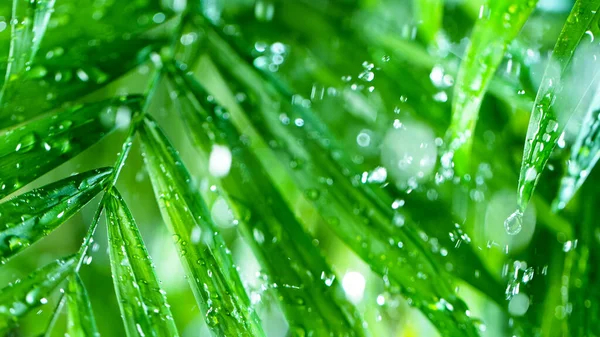 Hojas verdes frescas con gotas de agua sobre el agua —  Fotos de Stock