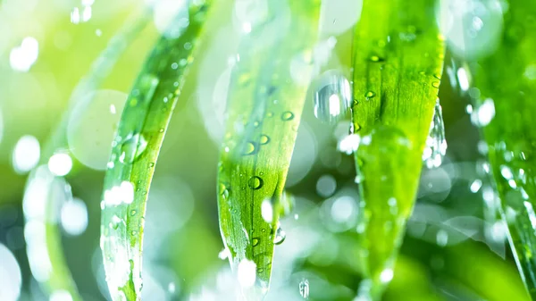 Hojas verdes frescas con gotas de agua sobre el agua —  Fotos de Stock