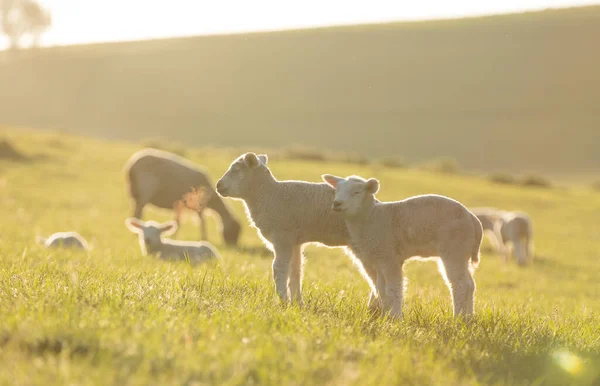 Petits agneaux mignons sur prairie verte fraîche — Photo