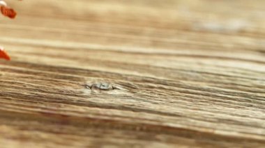 Kurutulmuş kırmızı biber masaya düşüp yuvarlanıyor. Yüksek hızlı sinematik kamerayla çekilmiş. Yavaş Hareket.