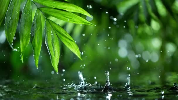 Hojas verdes frescas con gotas de agua sobre el agua, relajación con concepto de gotas de ondulación de agua, cámara lenta — Vídeos de Stock