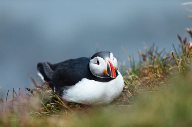 Latrabjarg İzlanda 'da kayalıklarda tatlı martı.