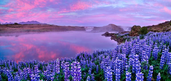 Typical Icelandic landscape with field of blooming lupine flowers. — Stock Photo, Image